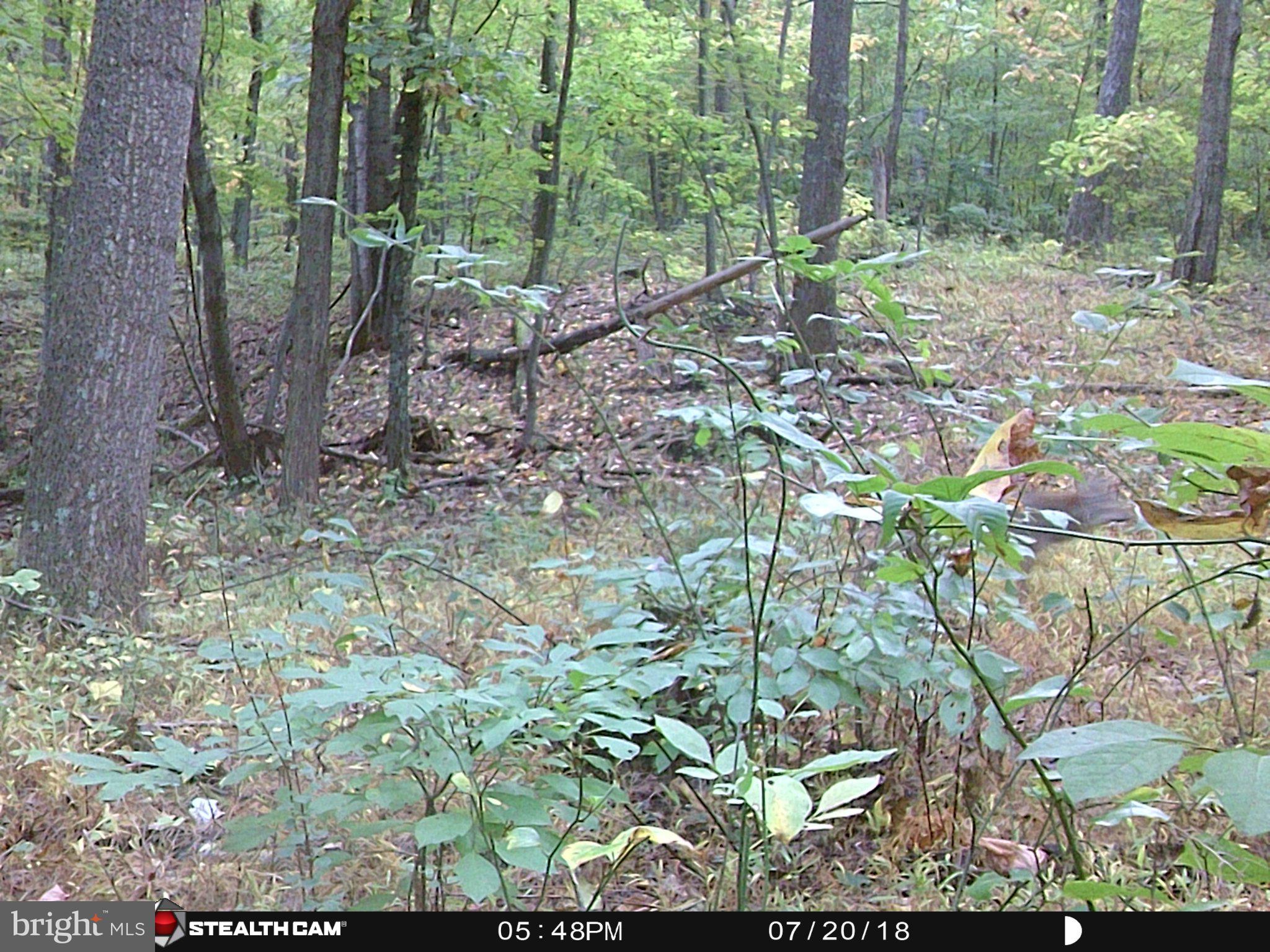 Hunters Road Gore, VA 22637 - Photo 2 of 5 a view of outdoor space and trees