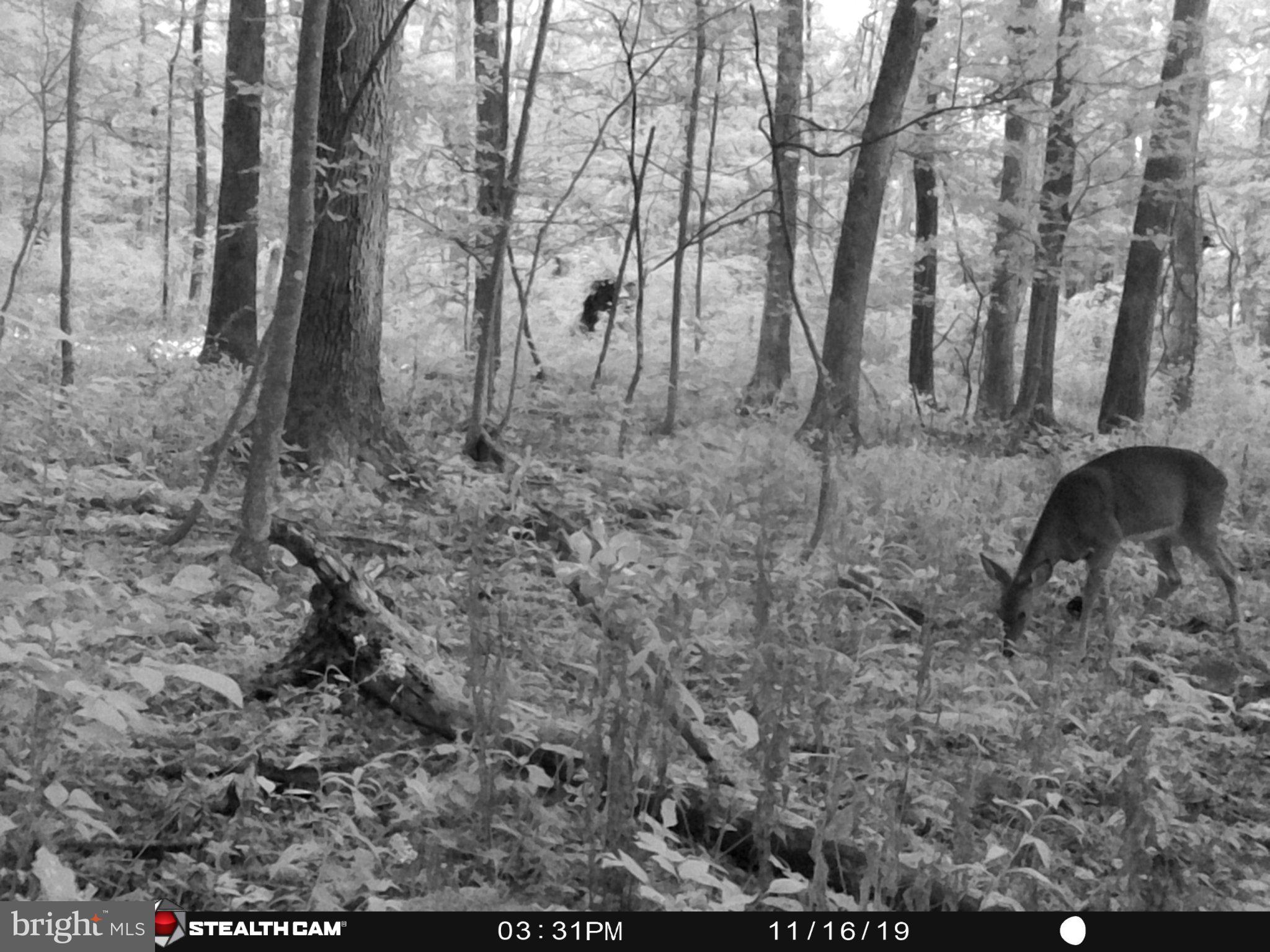 Hunters Road Gore, VA 22637 - Photo 3 of 5 a backyard of a house with lots of green space