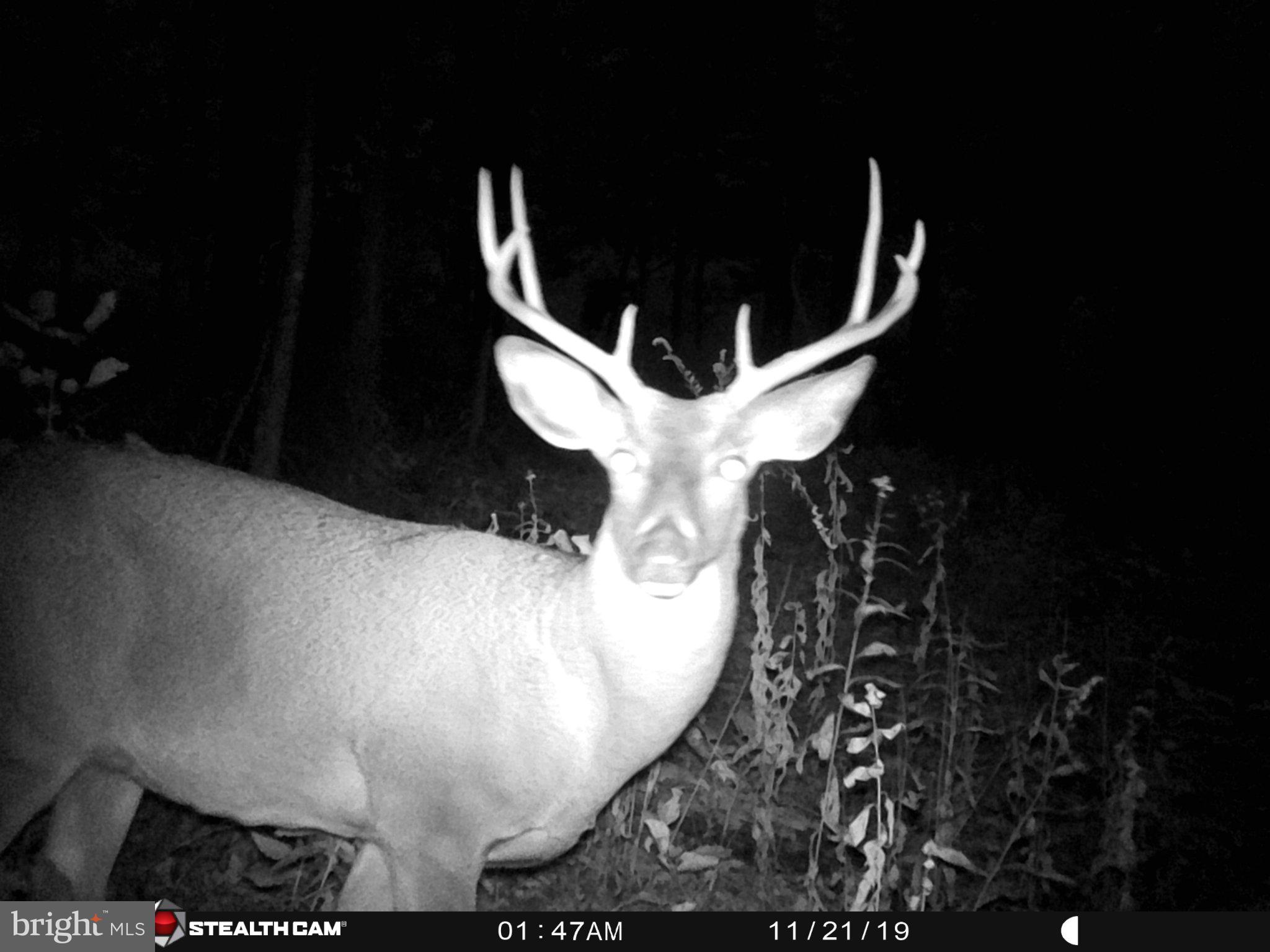 Hunters Road Gore, VA 22637 - Photo 4 of 5