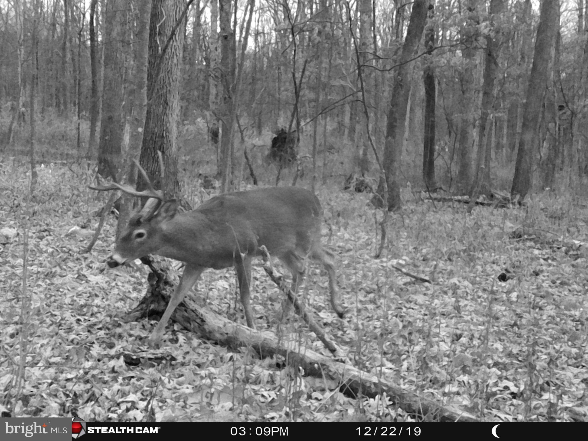 Hunters Road Gore, VA 22637 - Photo 5 of 5 a view of a dry yard with trees in the background