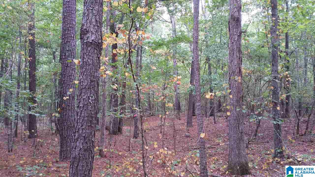 793 County Road Centre, AL 35960 - Photo 30 of 32