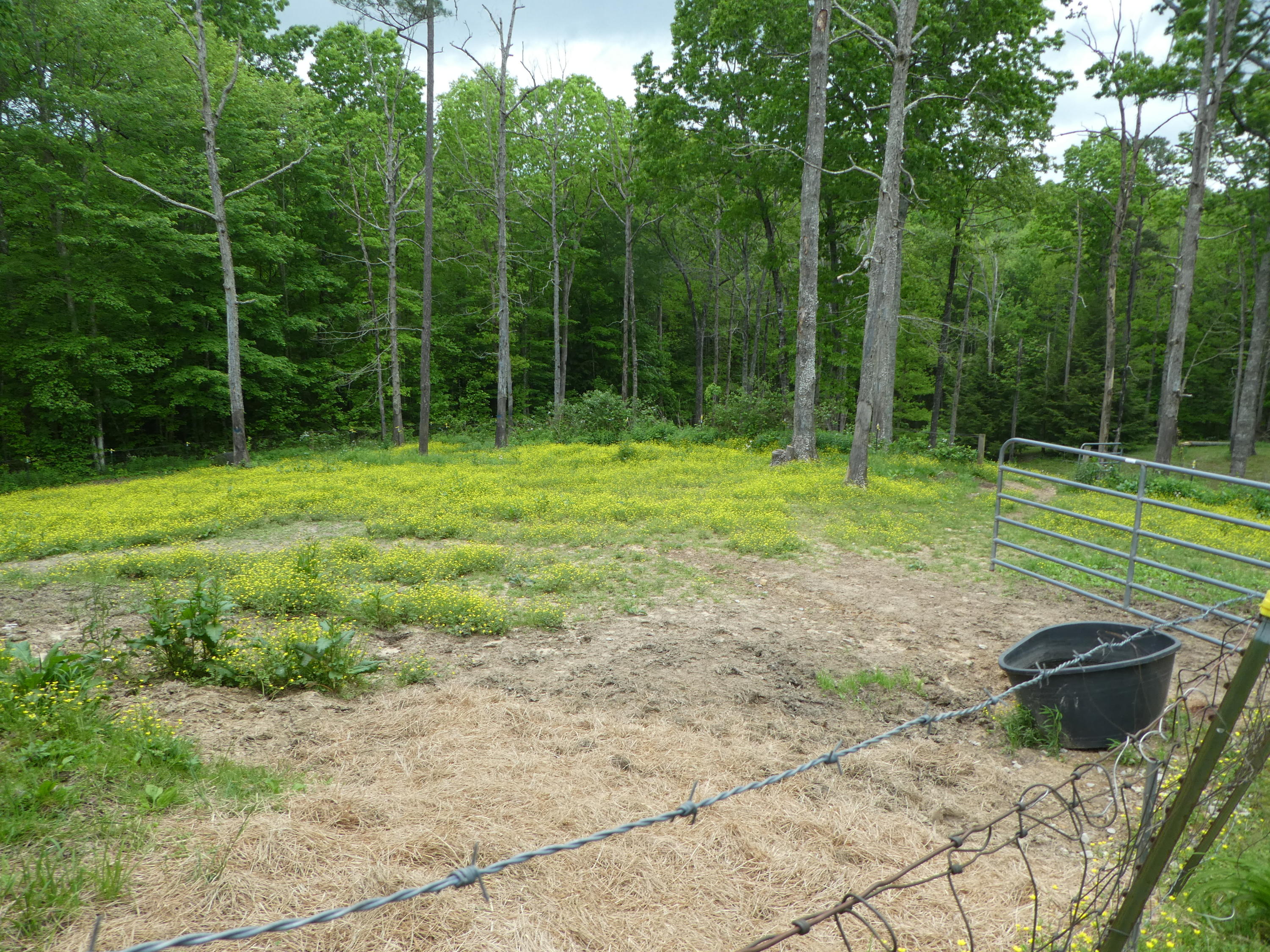 16 Gasline Road Jamestown, TN 38556 - Photo 14 of 39 P1020591