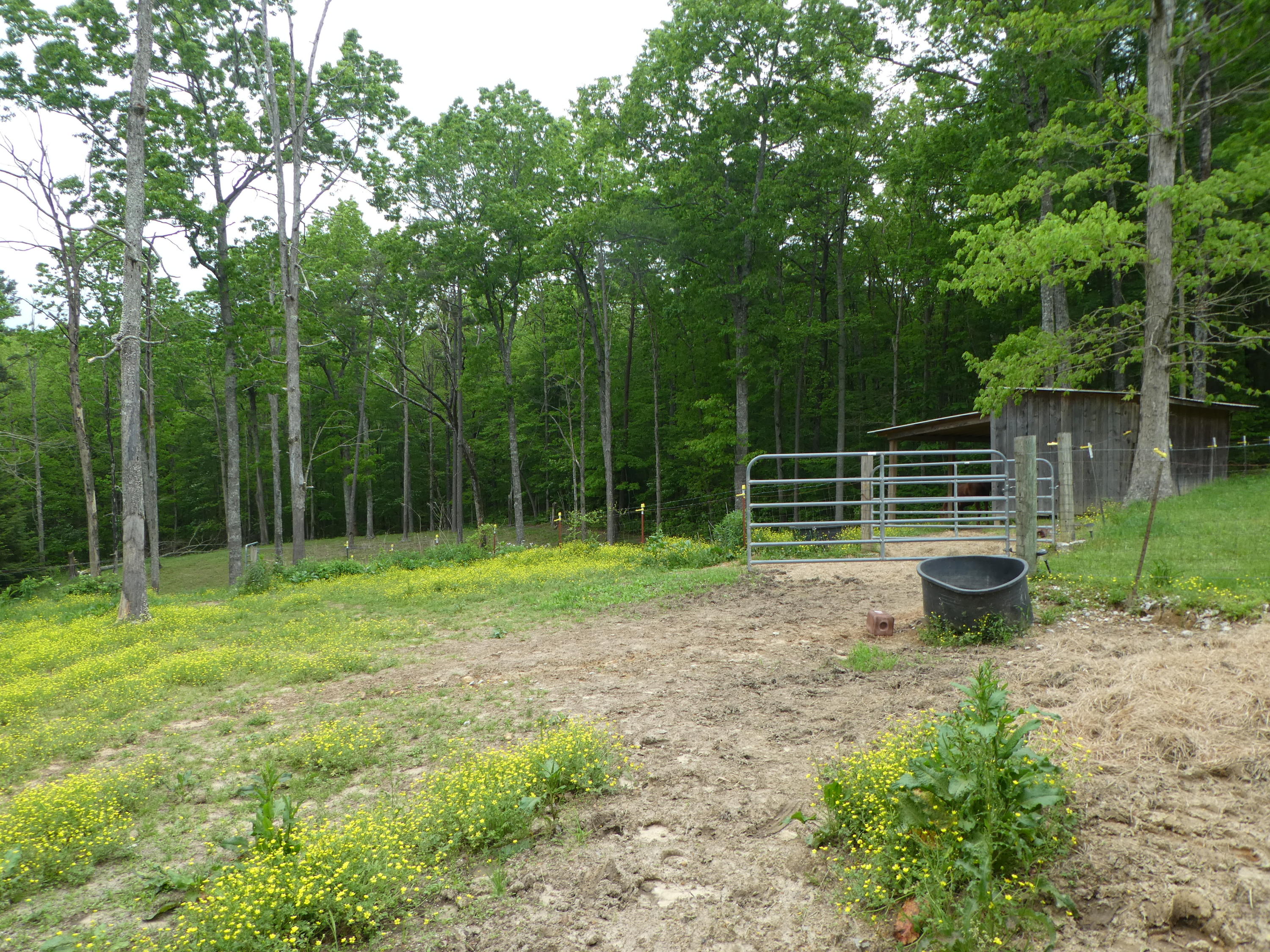 16 Gasline Road Jamestown, TN 38556 - Photo 7 of 39 P1020609
