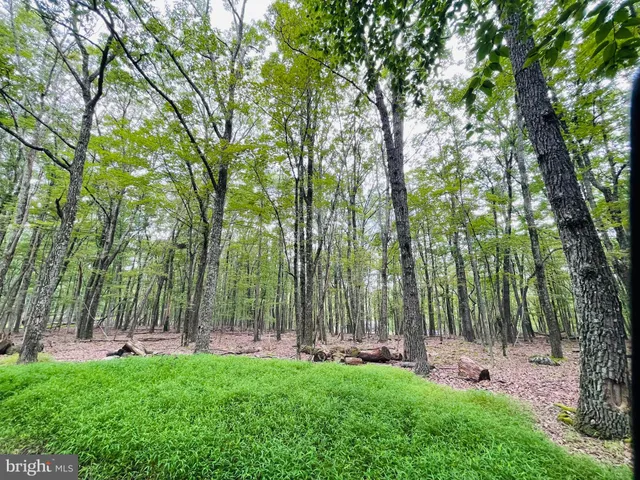 a view of a park with large trees