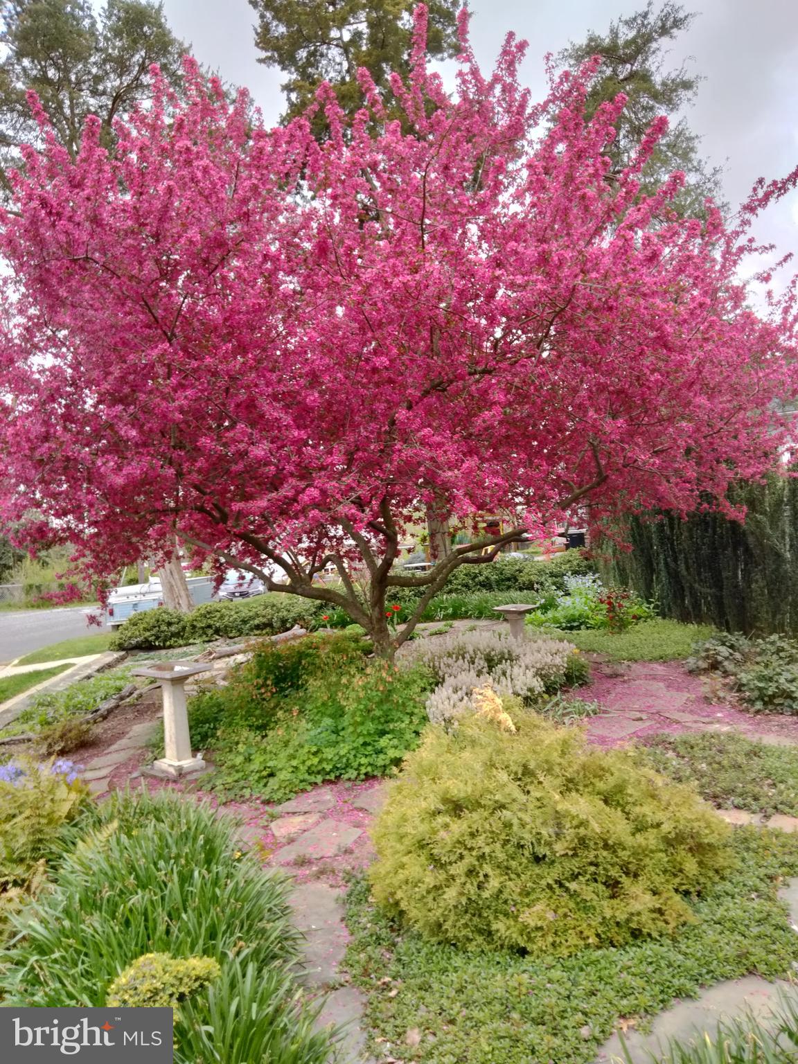 2400 Valley Way Cheverly, MD 20785 - Photo 38 of 42 Seasonal photo showing bright color in the Spring