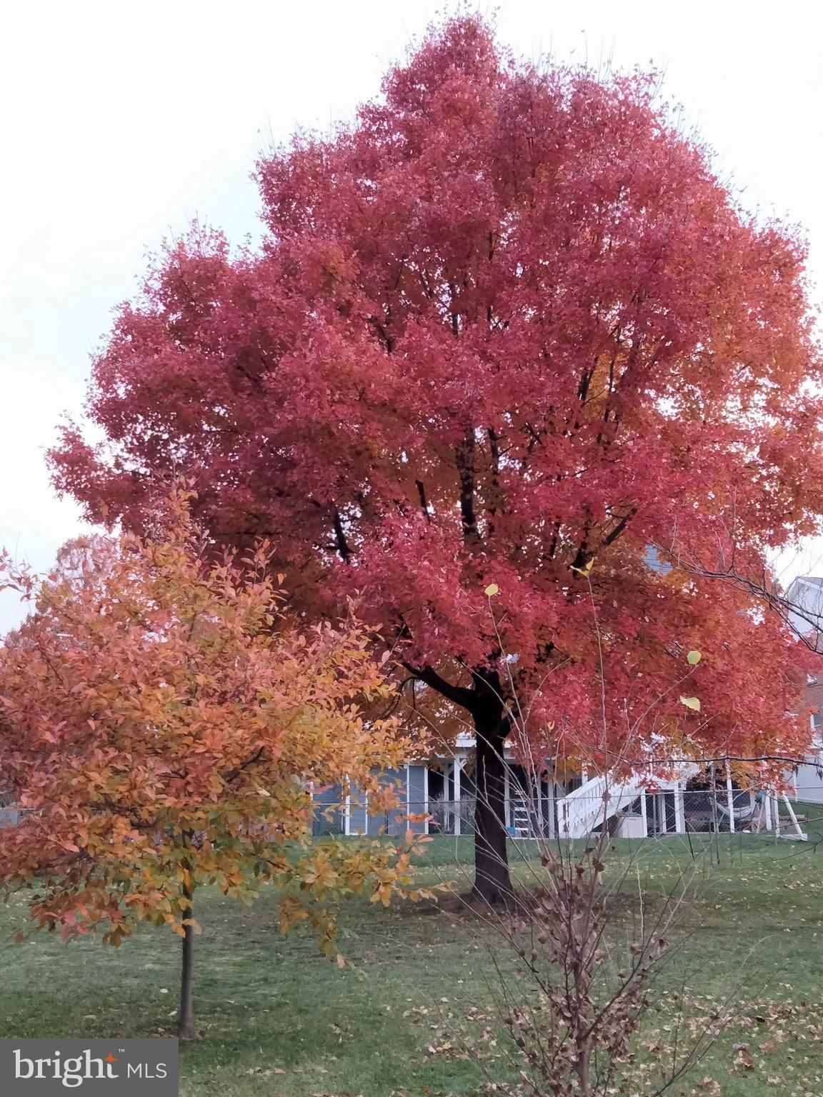 2400 Valley Way Cheverly, MD 20785 - Photo 39 of 42 Seasonal photo showing Fall color