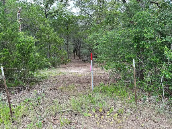 a flag is sitting in the middle of forest