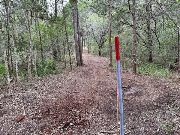 a view of a forest with trees