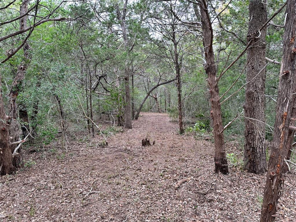 Tbd Lot 1 Tbd Road Smithville, TX 78957 - Photo 9 of 12 a view of a forest with trees