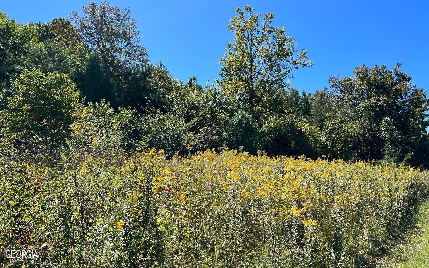 37-acres Jarrett Road Hayesville, NC 28904 - Photo 23 of 61