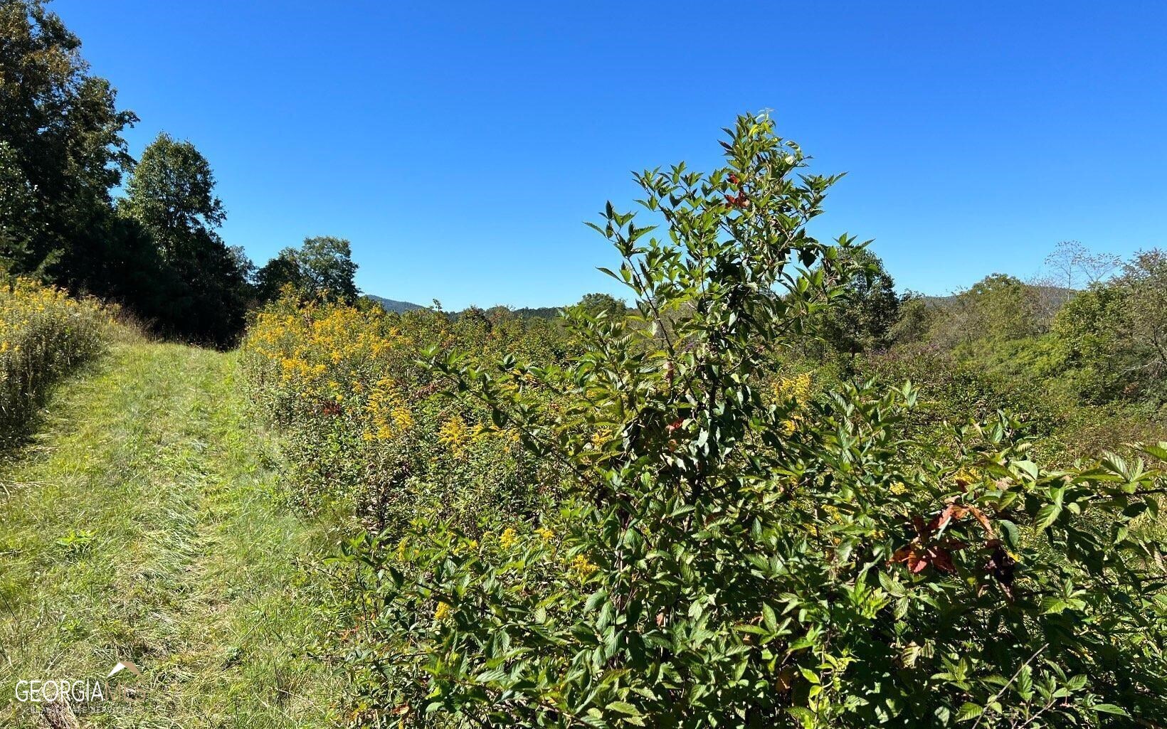 37-acres Jarrett Road Hayesville, NC 28904 - Photo 24 of 61