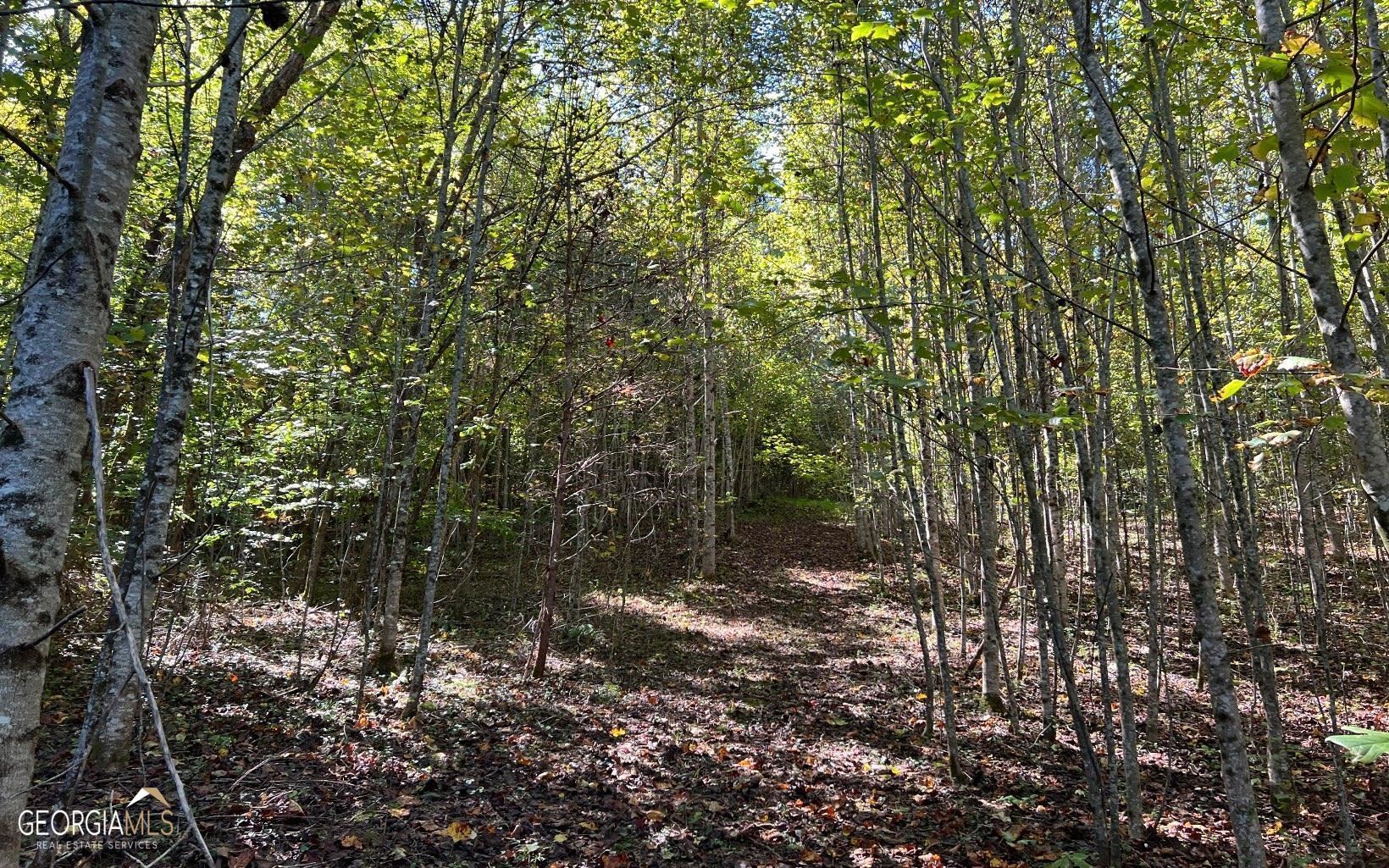 37-acres Jarrett Road Hayesville, NC 28904 - Photo 31 of 61