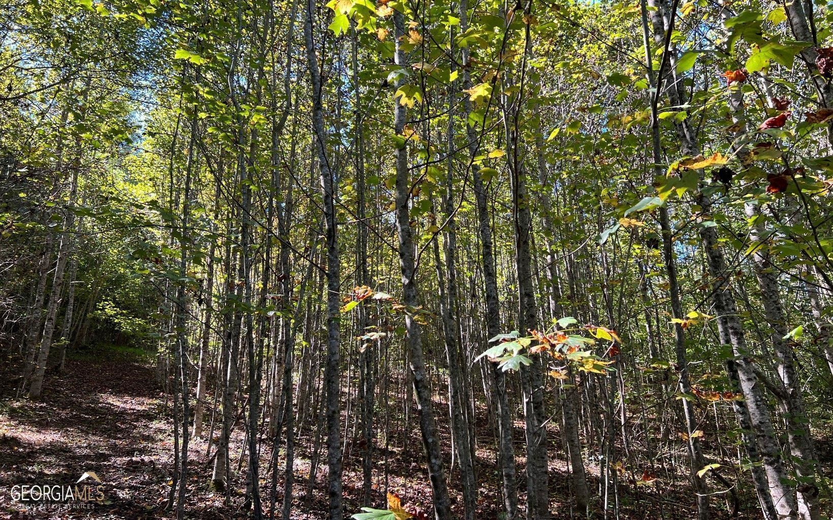 37-acres Jarrett Road Hayesville, NC 28904 - Photo 33 of 61