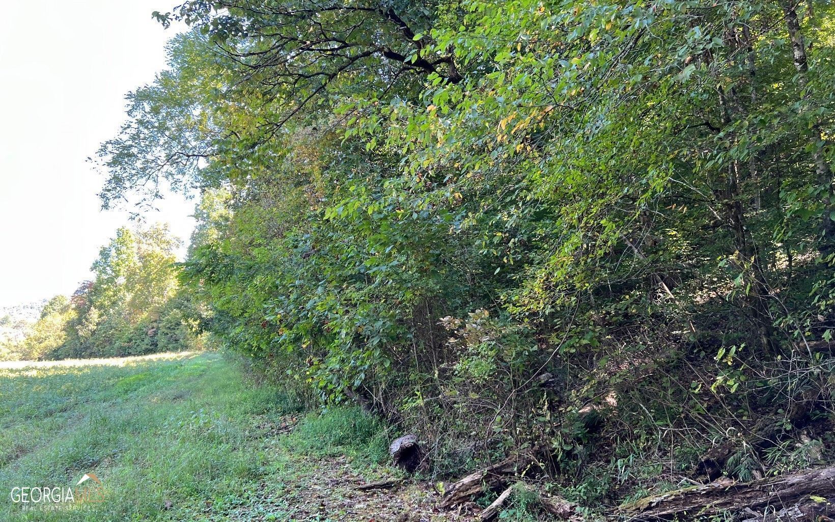37-acres Jarrett Road Hayesville, NC 28904 - Photo 38 of 61