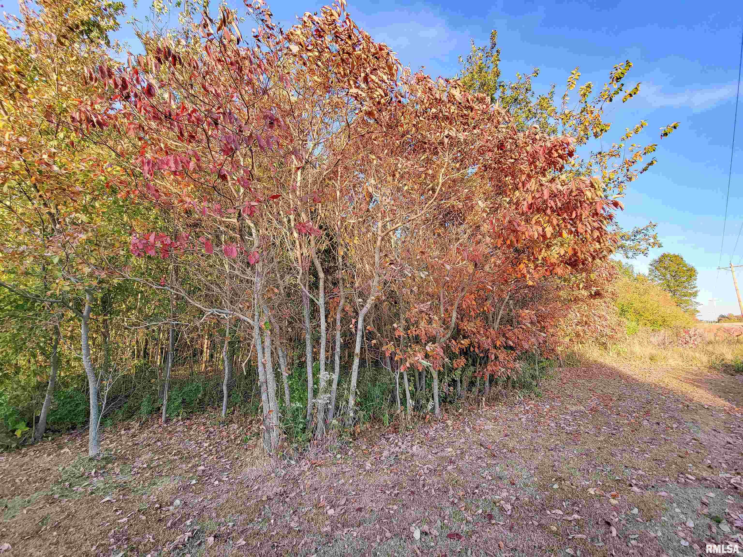 3058 Blue Mound Road Flora, IL 62839 - Photo 8 of 70 Gallery Image 8