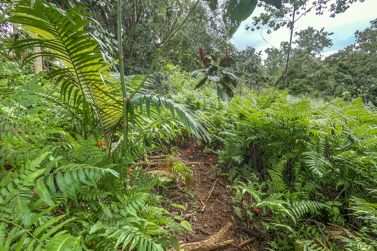 32-360 Lot 1-b Kapena Road Ninole, HI 96773 - Photo 12 of 29 a view of a plant in a garden
