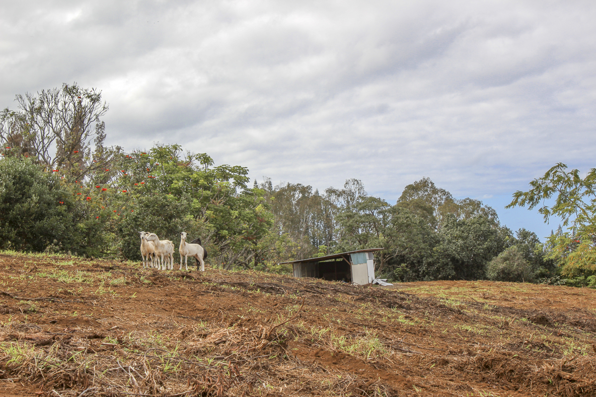 32-360 Lot 1-b Kapena Road Ninole, HI 96773 - Photo 14 of 29 a view of a outdoor space with city view