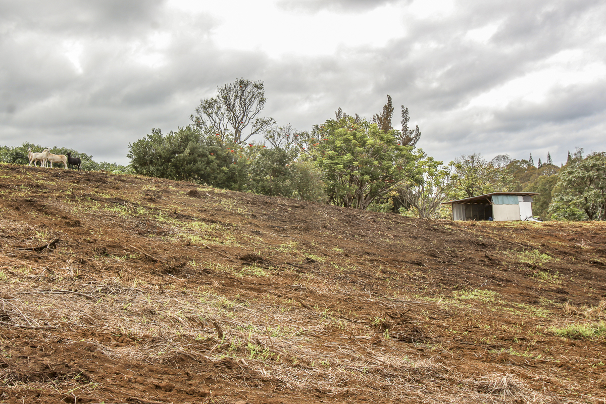 32-360 Lot 1-b Kapena Road Ninole, HI 96773 - Photo 15 of 29 a view of a dry yard