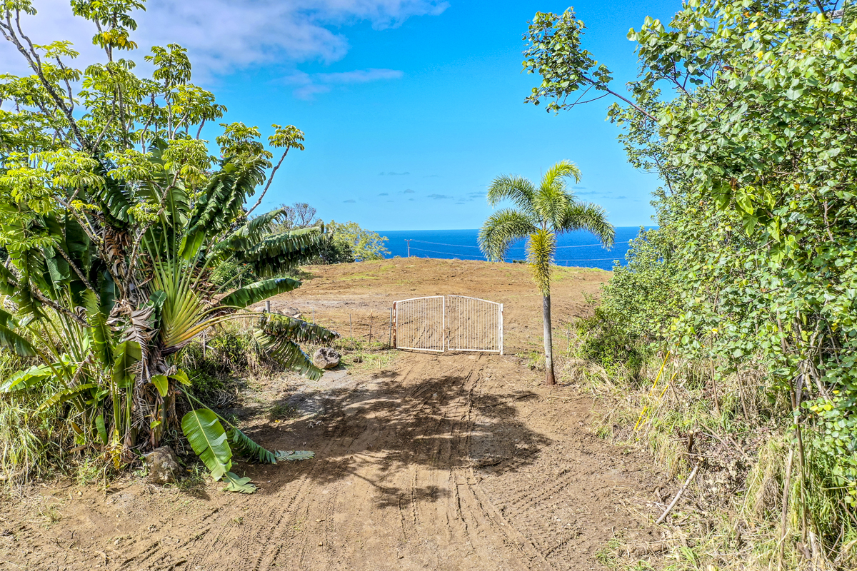 32-360 Lot 1-b Kapena Road Ninole, HI 96773 - Photo 4 of 29 a view of a garden with a plant