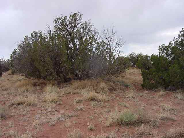8511 Reata Lane Snowflake, AZ 85937 - Photo 5 of 5