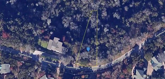 a view of a forest with a tree