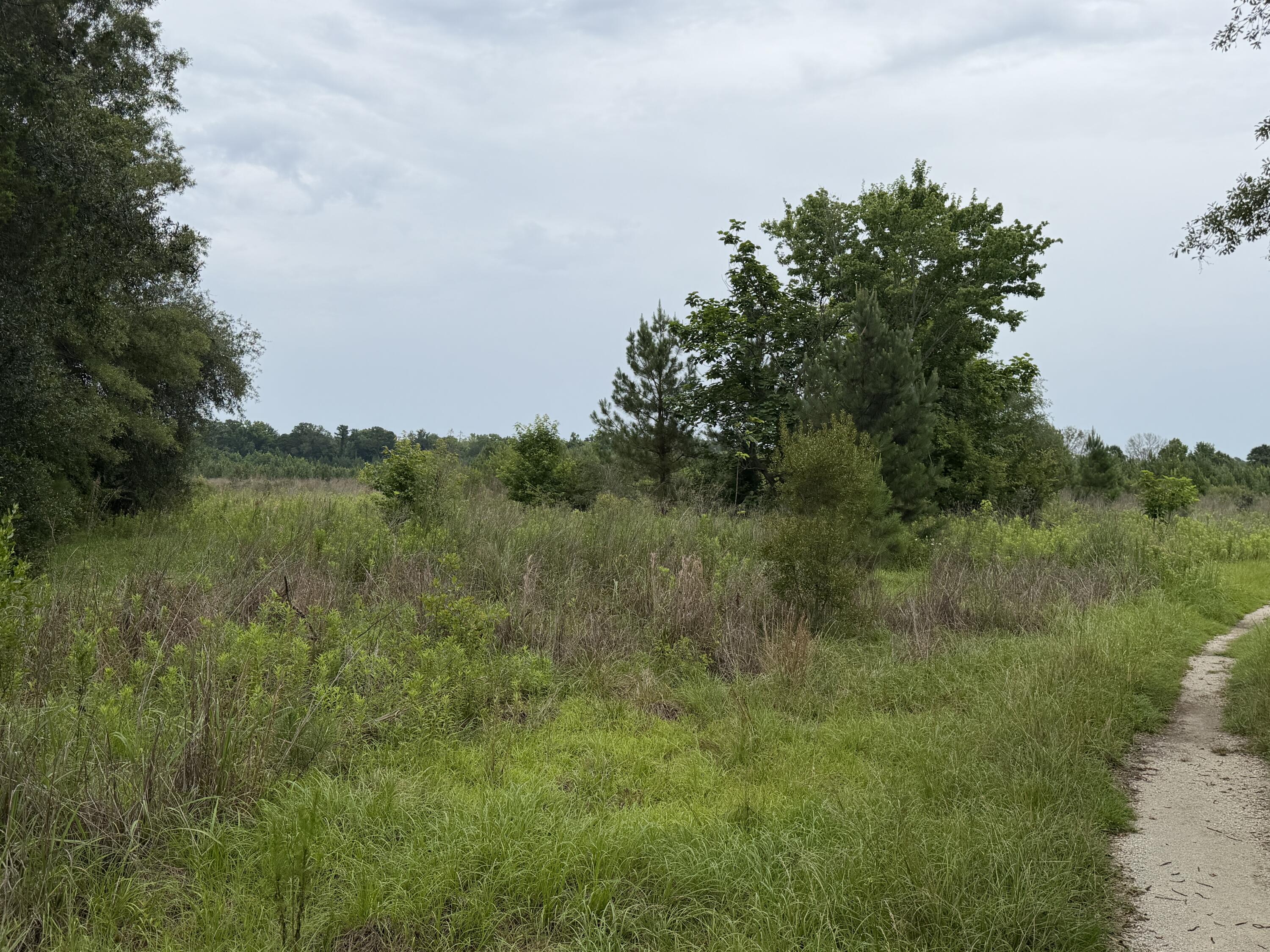 0 State Road Holly Hill, SC 29059 - Photo 4 of 7