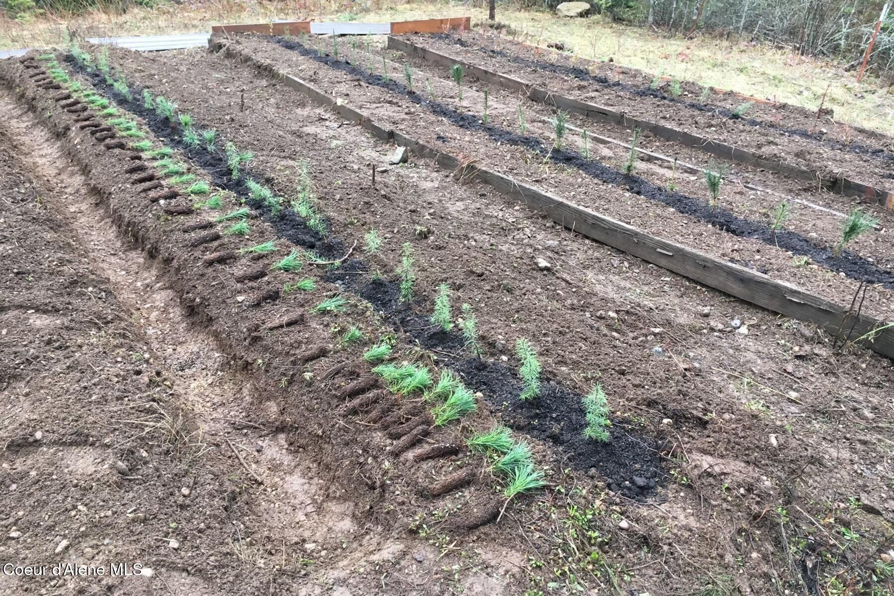 177 Hawkins Spur Road Sagle, ID 83860 - Photo 6 of 70 Tree Farm Seedlings