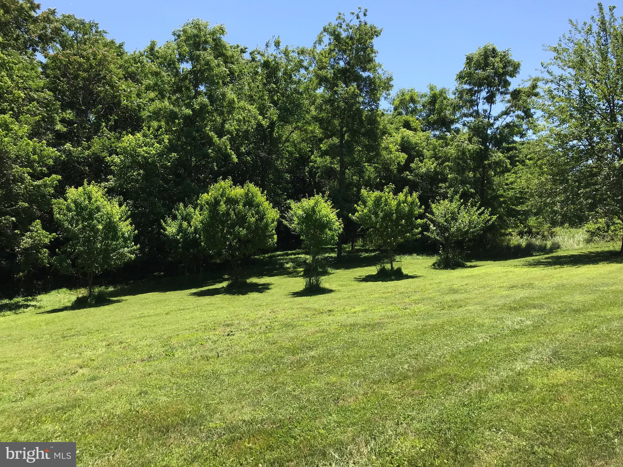 289 Rabbits Rest Lane Shepherdstown, WV 25443 - Photo 50 of 57 Back yard with fruit trees.