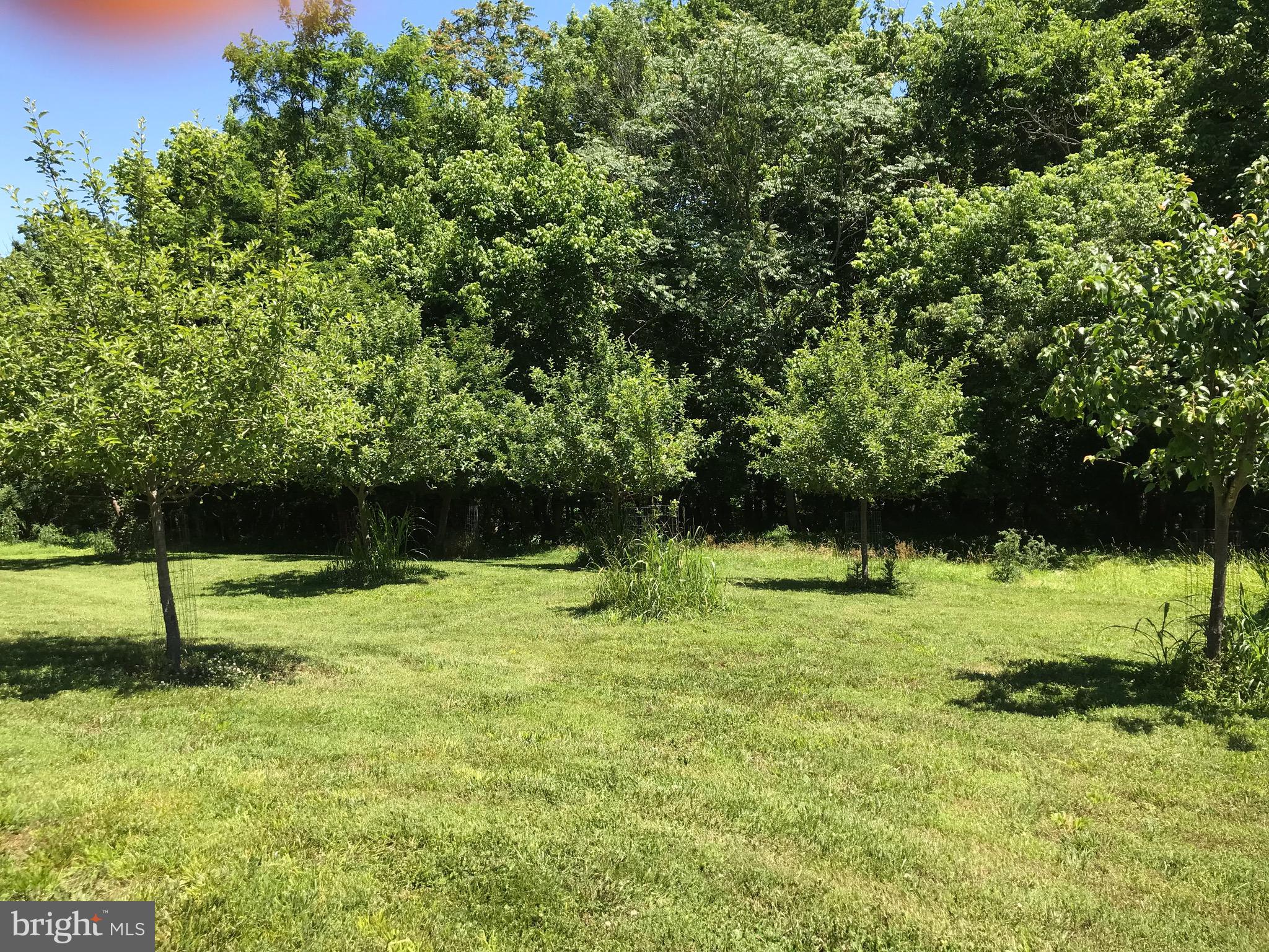 289 Rabbits Rest Lane Shepherdstown, WV 25443 - Photo 51 of 57 And more fruit trees.