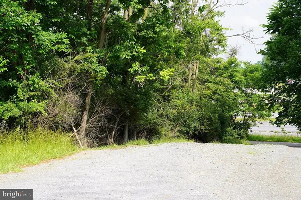 a view of a yard with plants and large trees
