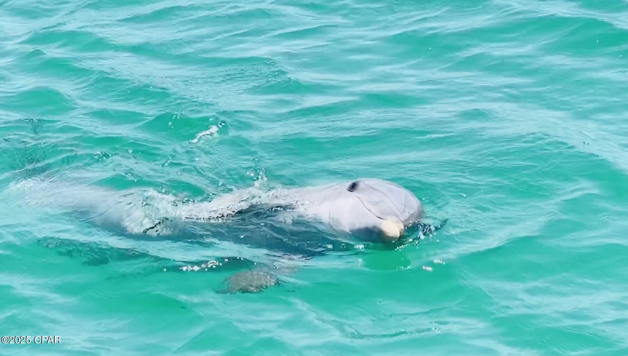 8686 Conch Shell Court Panama City Beach, FL 32413 - Photo 99 of 105