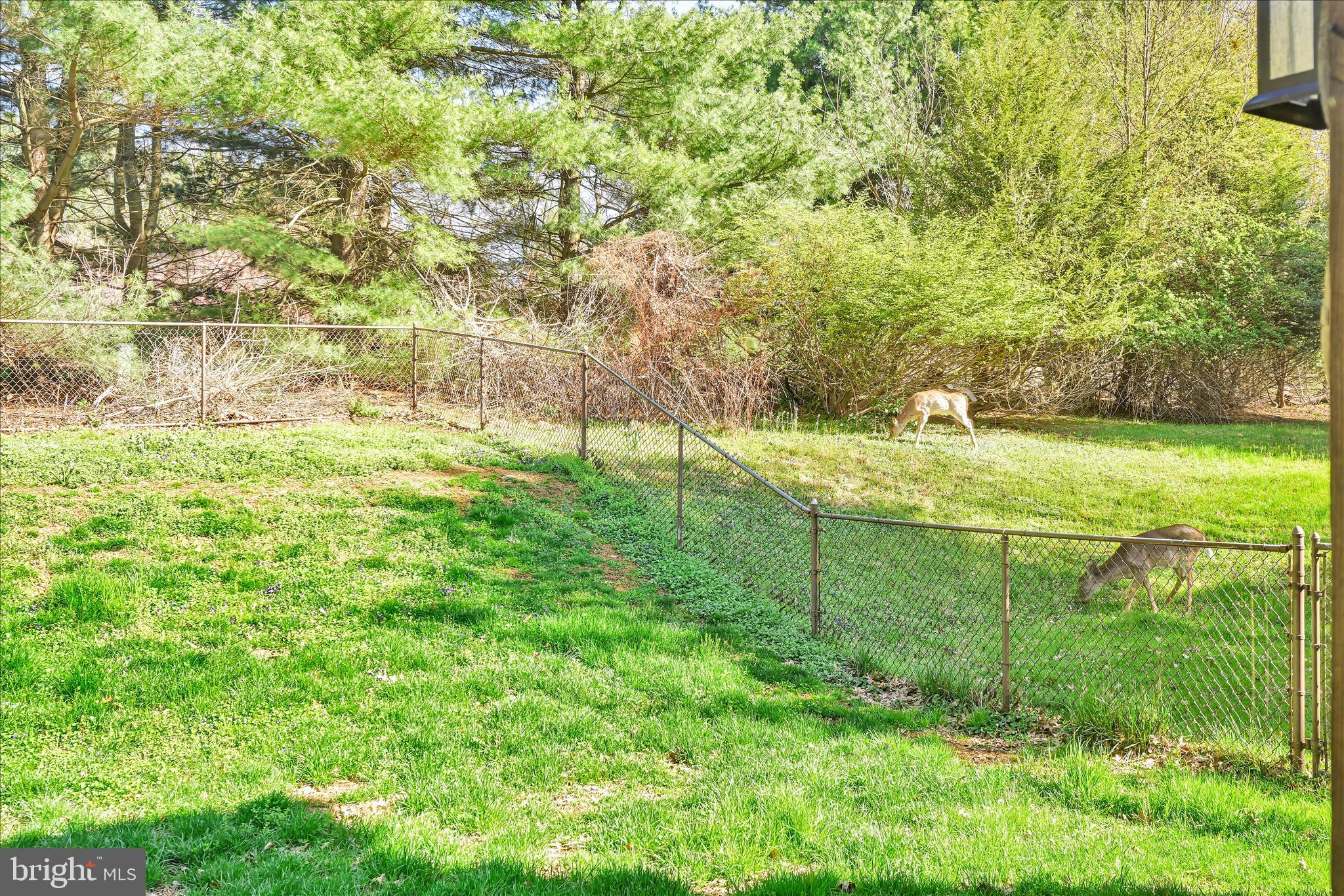 1080 Canadochly Road York, PA 17406 - Photo 49 of 58 Fenced Backyard with visitors