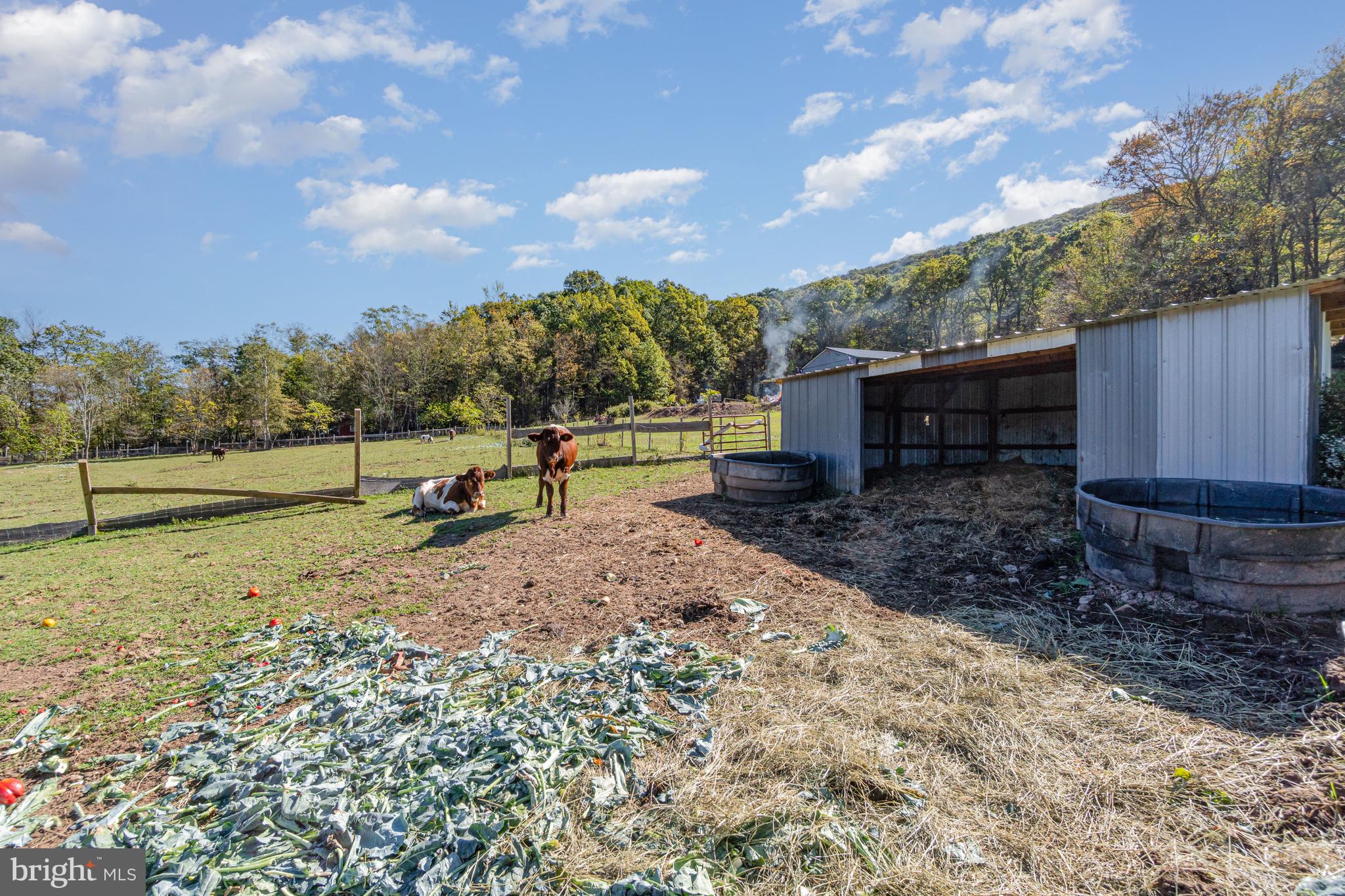132 Turnpike Road Ashland, PA 17921 - Photo 7 of 20 a view of a backyard with large trees