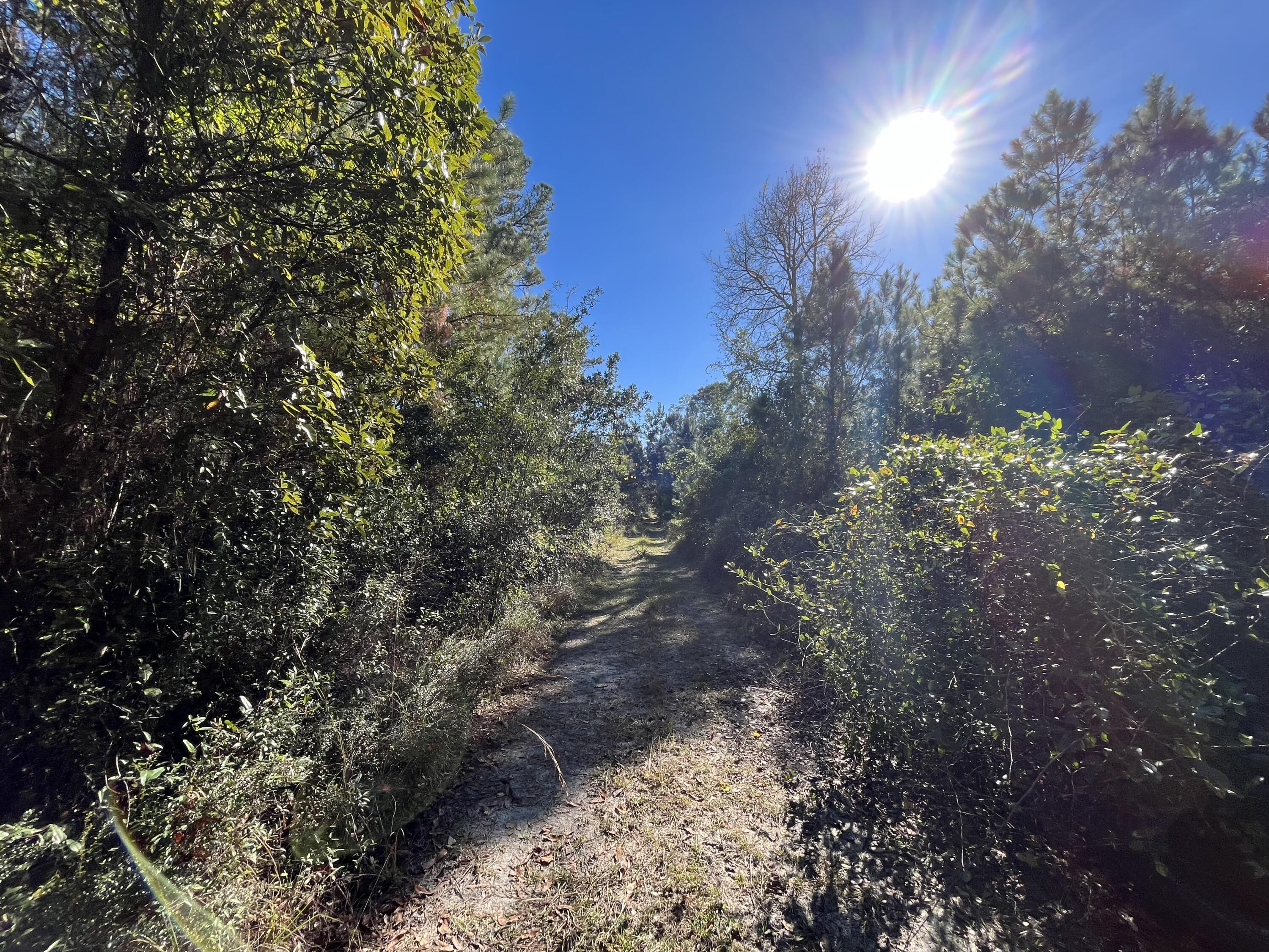 223 Mourning Dove Road Satsuma, FL 32189 - Photo 2 of 6