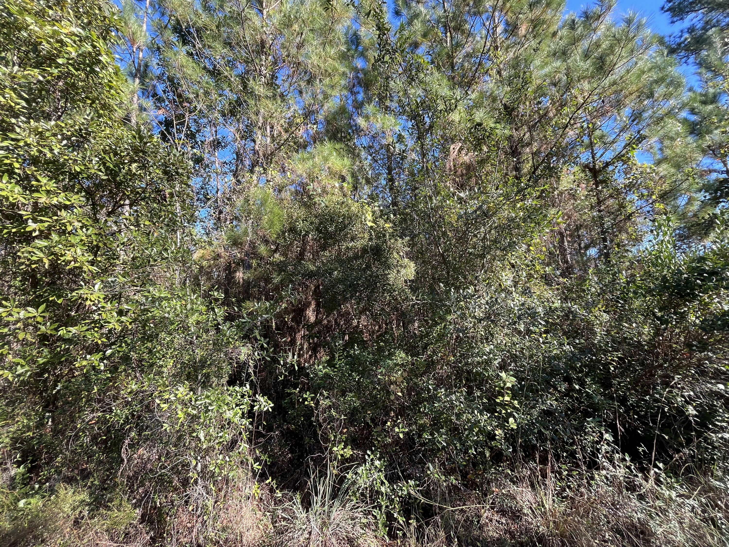 223 Mourning Dove Road Satsuma, FL 32189 - Photo 3 of 6 a view of a tree