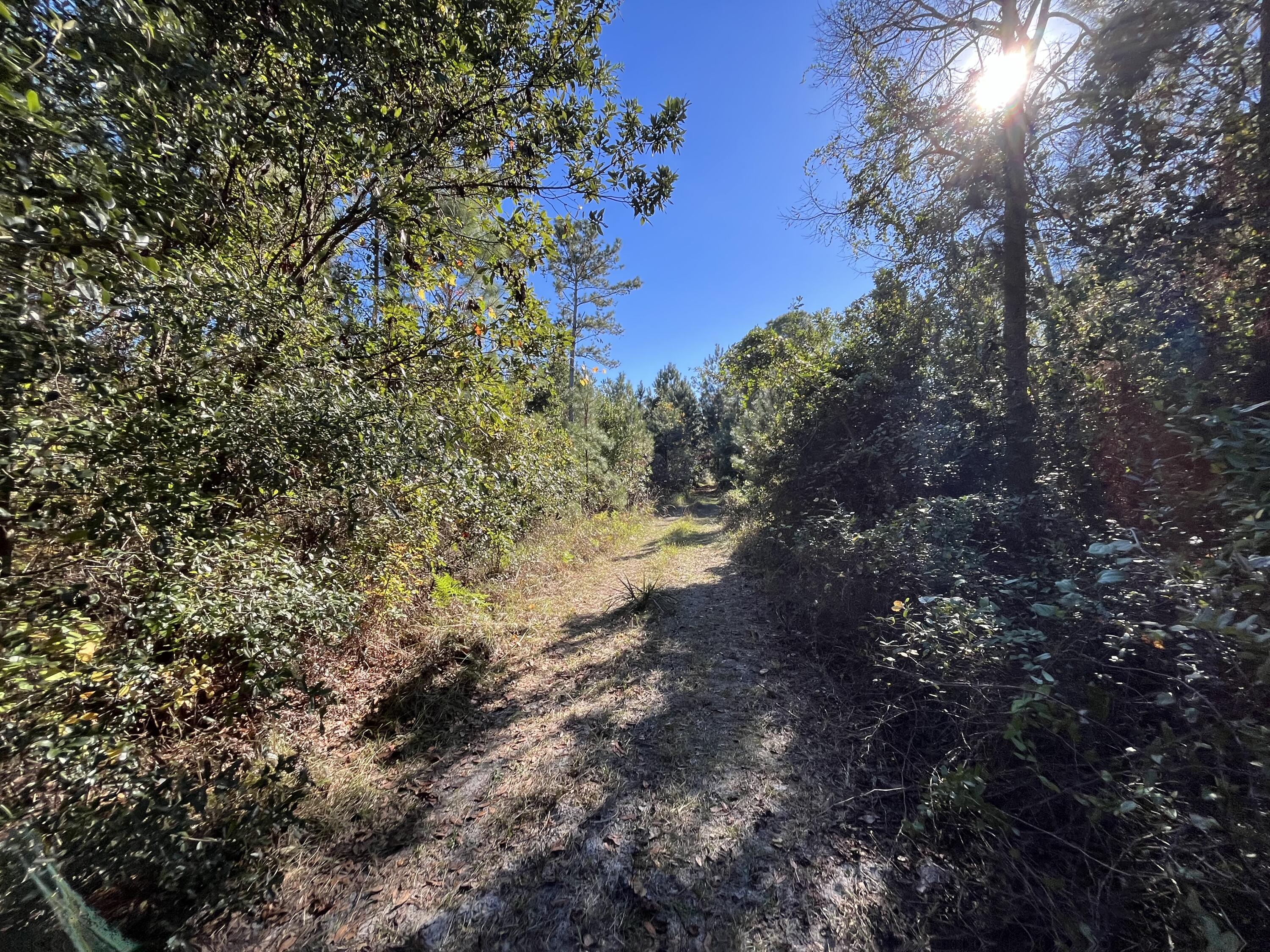 223 Mourning Dove Road Satsuma, FL 32189 - Photo 4 of 6 a view of a tree in a yard