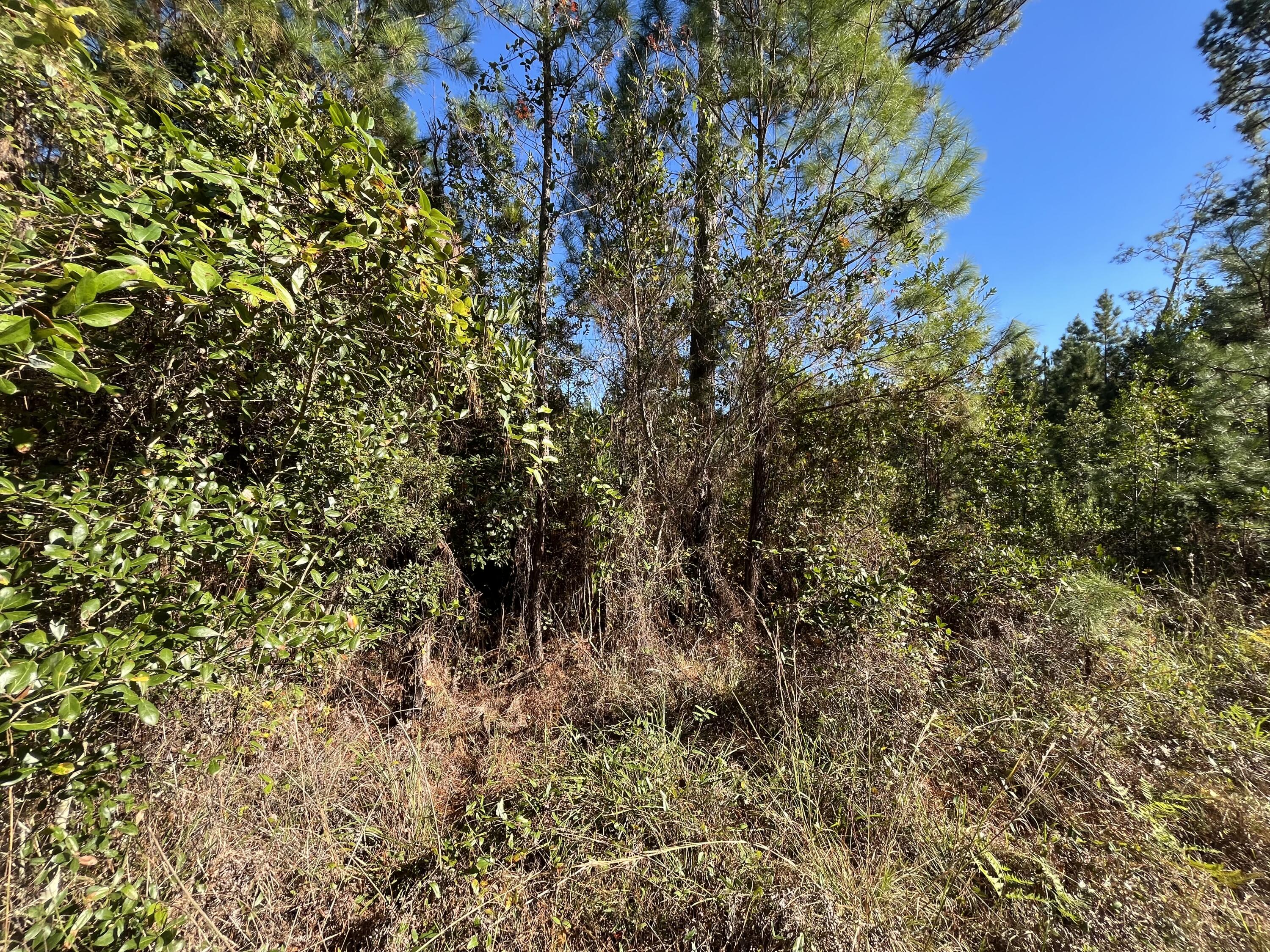 223 Mourning Dove Road Satsuma, FL 32189 - Photo 5 of 6 a view of a tree