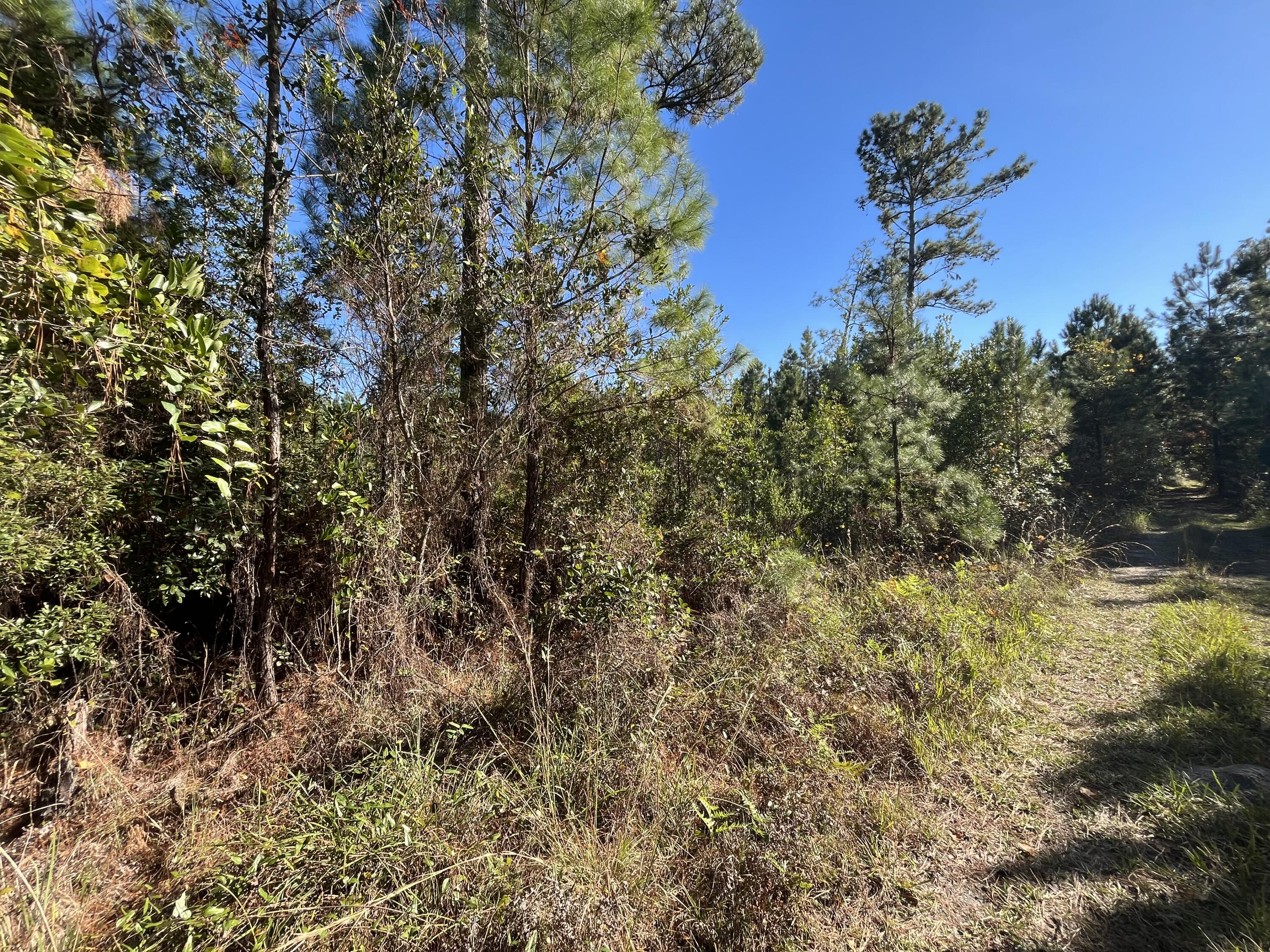 223 Mourning Dove Road Satsuma, FL 32189 - Photo 6 of 6 a view of a tree with a yard