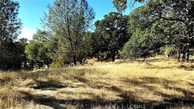 a view of a yard with large trees