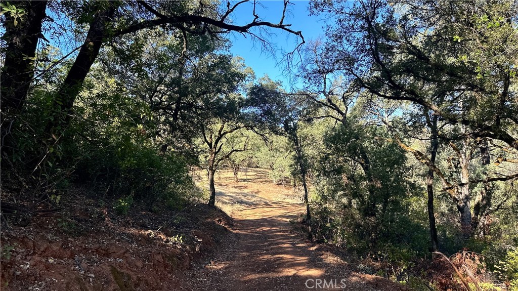 0 Rich Gulch Road Oroville, CA 95965 - Photo 7 of 9 a view of a yard with large trees