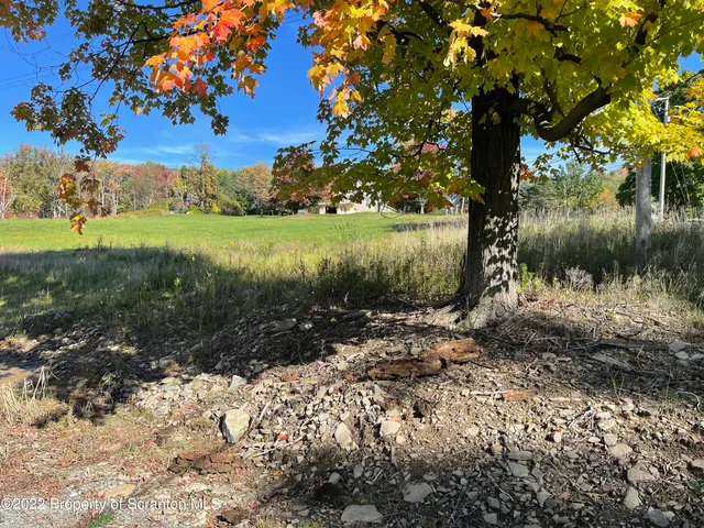 a view of a yard with a tree