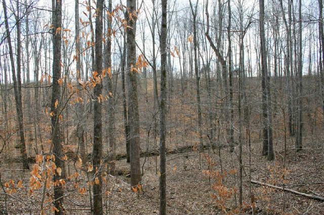 0 Fly Hollow Road Santa Fe, TN 38482 - Photo 11 of 19