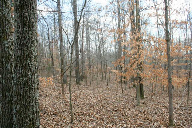 0 Fly Hollow Road Santa Fe, TN 38482 - Photo 12 of 19