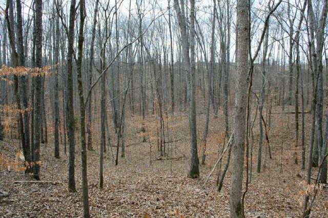0 Fly Hollow Road Santa Fe, TN 38482 - Photo 13 of 19