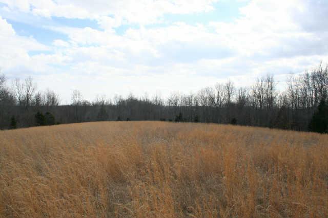 0 Fly Hollow Road Santa Fe, TN 38482 - Photo 14 of 19 This is the back field.