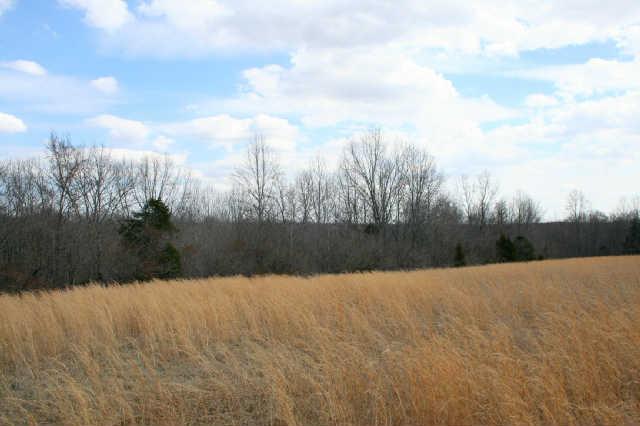0 Fly Hollow Road Santa Fe, TN 38482 - Photo 15 of 19 This field is level to gently rolling.