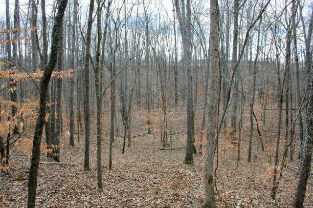 0 Fly Hollow Road Santa Fe, TN 38482 - Photo 5 of 19 This is a really pretty area.
