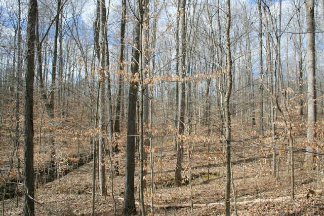0 Fly Hollow Road Santa Fe, TN 38482 - Photo 6 of 19 Lots of wildlife here
