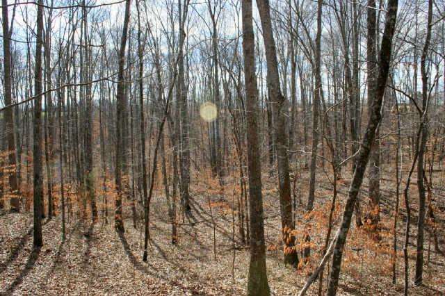 0 Fly Hollow Road Santa Fe, TN 38482 - Photo 8 of 19