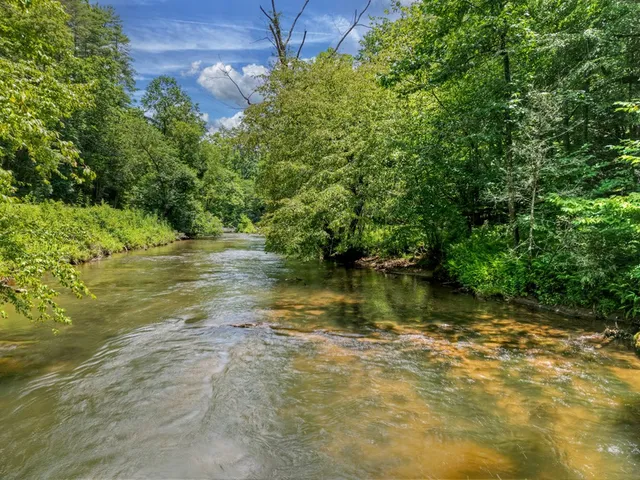 a view of a forest with a tree